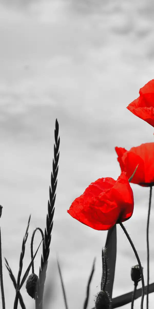 Pop Red Poppies Wall Art