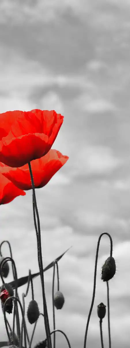Pop Red Poppies Wall Art