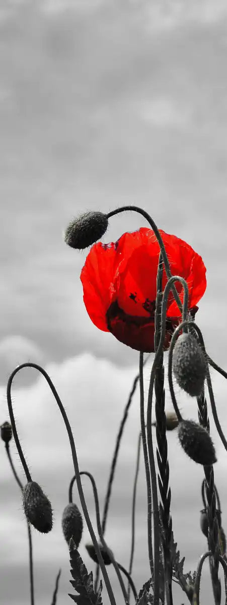 Pop Red Poppies Wall Art