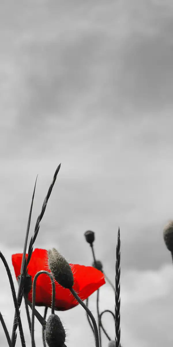 Pop Red Poppies Wall Art