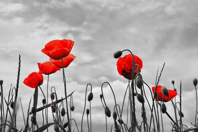 Pop Red Poppies Wall Art