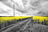Pop Yellow Flower Field Wall Art