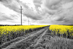 Pop Yellow Flower Field Wall Art
