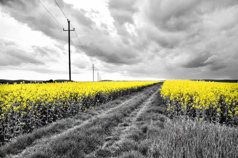 Pop Yellow Flower Field Wall Art