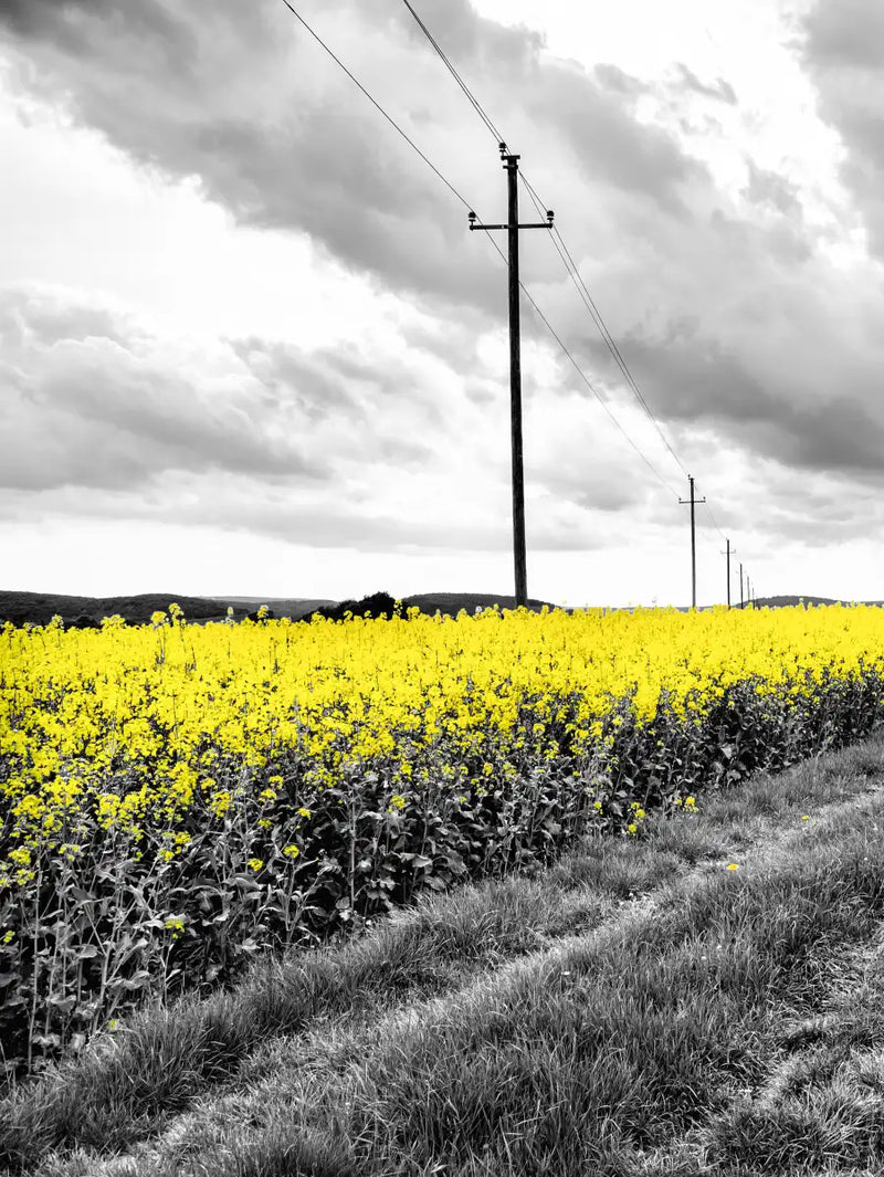 Pop Yellow Flower Field Wall Art