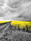 Pop Yellow Flower Field Wall Art
