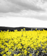 Pop Yellow Flower Field Wall Art