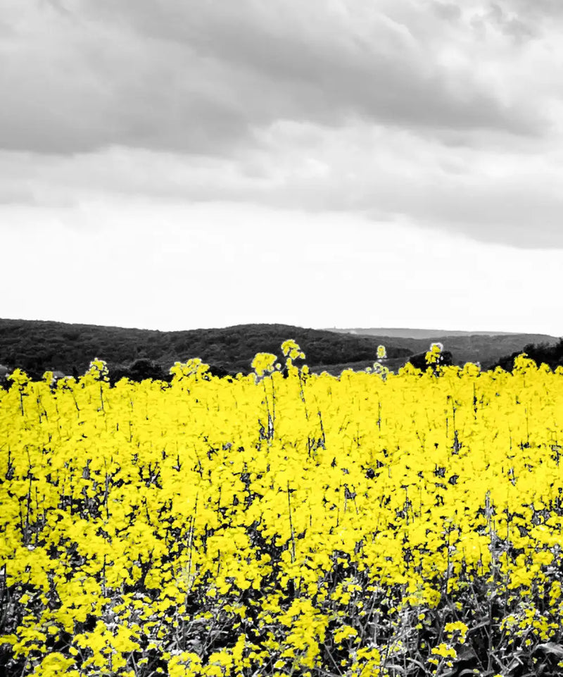 Pop Yellow Flower Field Wall Art