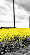 Pop Yellow Flower Field Wall Art