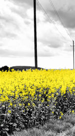 Pop Yellow Flower Field Wall Art