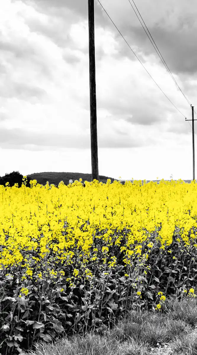 Pop Yellow Flower Field Wall Art