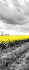 Pop Yellow Flower Field Wall Art