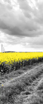 Pop Yellow Flower Field Wall Art