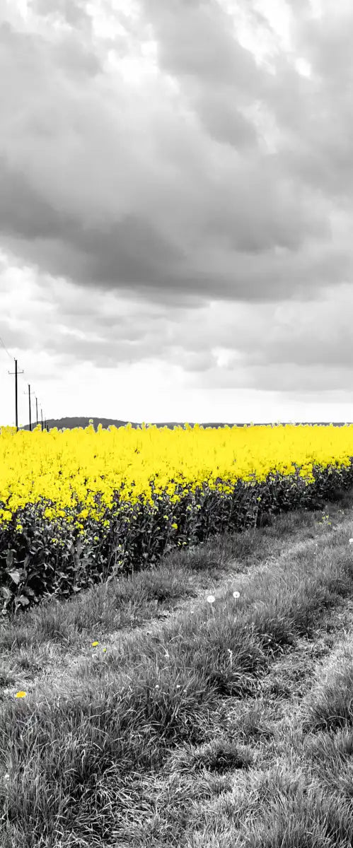 Pop Yellow Flower Field Wall Art