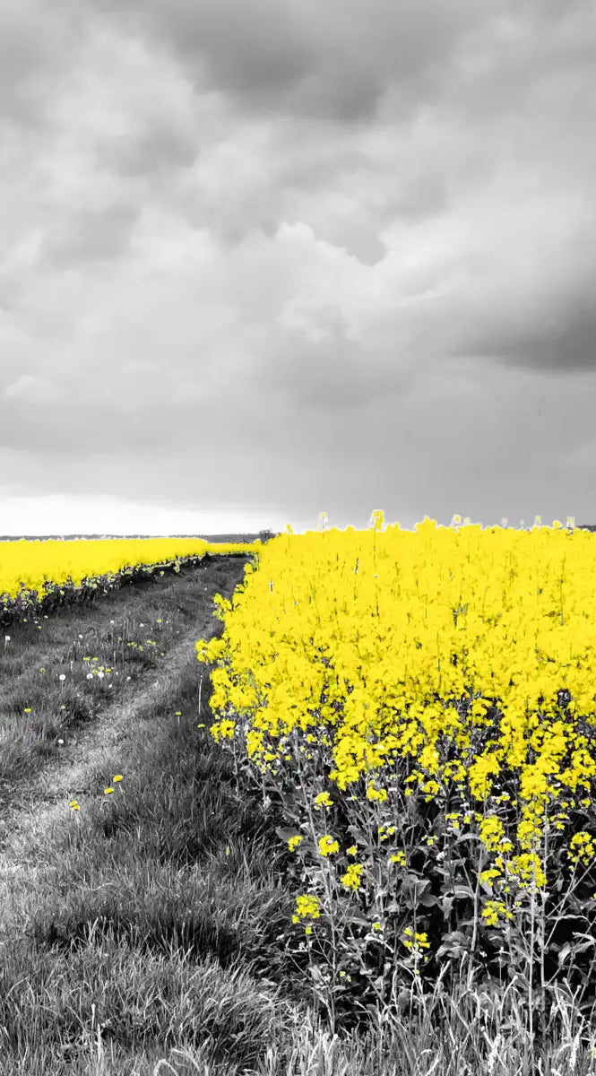 Pop Yellow Flower Field Wall Art