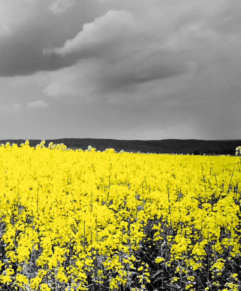 Pop Yellow Flower Field Wall Art