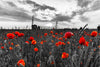Poppy Field At Dusk Pop Wall Art