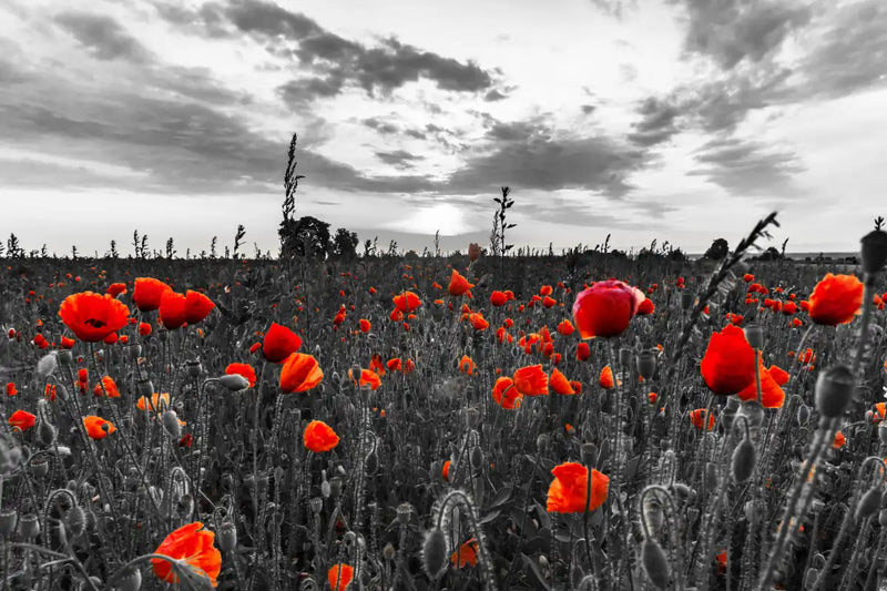 Poppy Field At Dusk Pop Wall Art