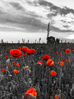 Poppy Field At Dusk Pop Wall Art