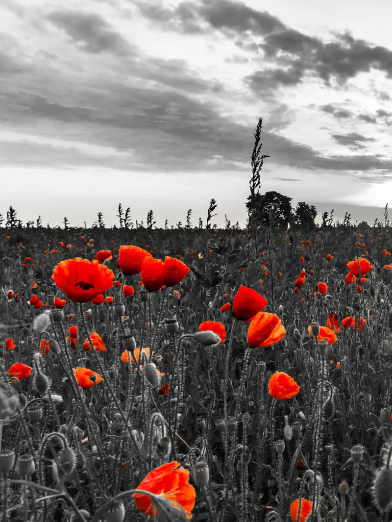 Poppy Field At Dusk Pop Wall Art