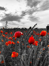 Poppy Field At Dusk Pop Wall Art