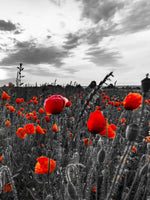 Poppy Field At Dusk Pop Wall Art
