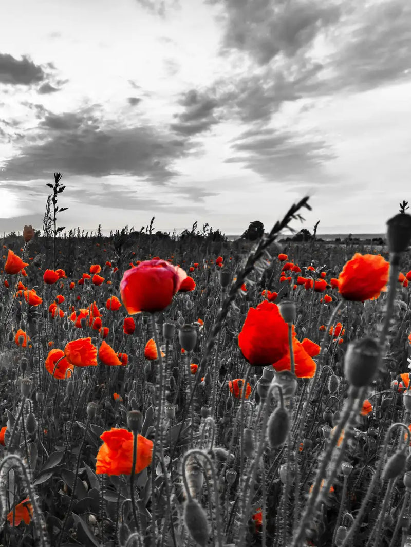 Poppy Field At Dusk Pop Wall Art