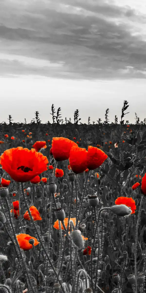 Poppy Field At Dusk Pop Wall Art