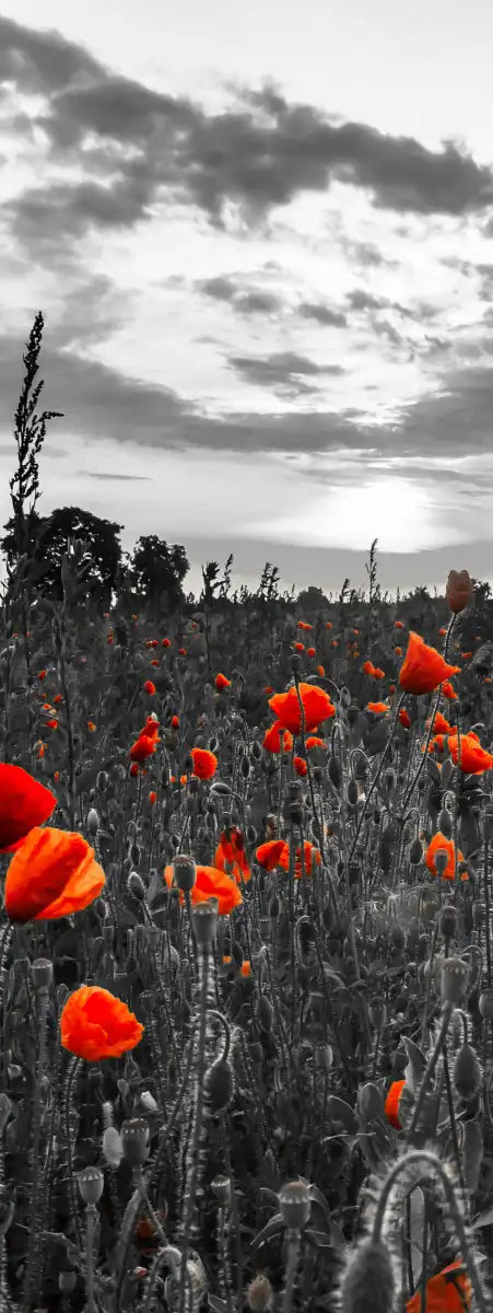 Poppy Field At Dusk Pop Wall Art