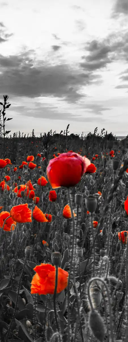 Poppy Field At Dusk Pop Wall Art