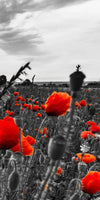 Poppy Field At Dusk Pop Wall Art