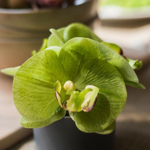 Artificial Faux Flower Mini Real Touch Potted Orchid Green