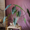 Artificial Faux Alocasia Plant In Pot 31" Tall