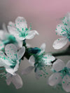 Pretty Blooms Wall Art