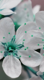 Pretty Blooms Wall Art
