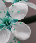 Pretty Blooms Wall Art