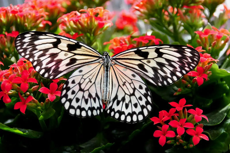 Pretty Butterfly Wall Art