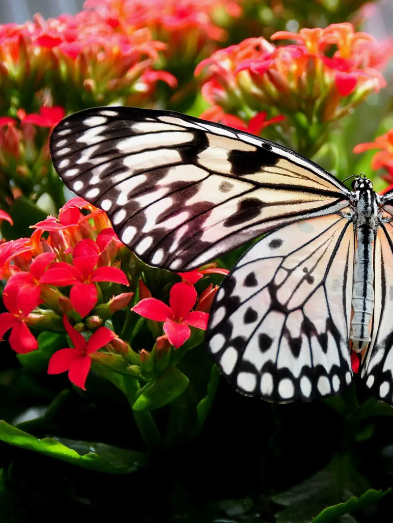 Pretty Butterfly Wall Art