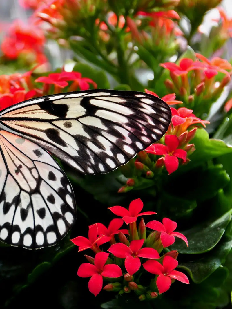Pretty Butterfly Wall Art