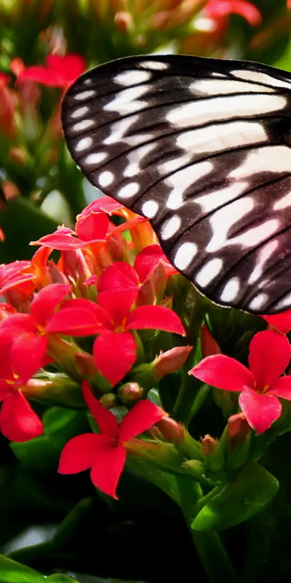 Pretty Butterfly Wall Art
