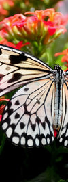 Pretty Butterfly Wall Art