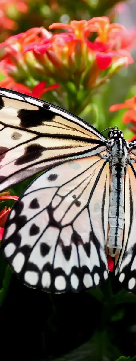Pretty Butterfly Wall Art