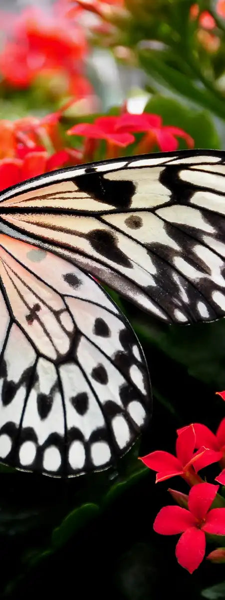 Pretty Butterfly Wall Art