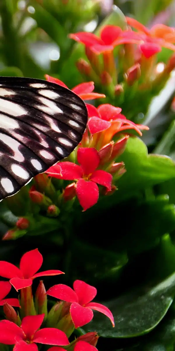 Pretty Butterfly Wall Art