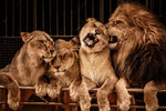 Pride Of Lions Wall Art