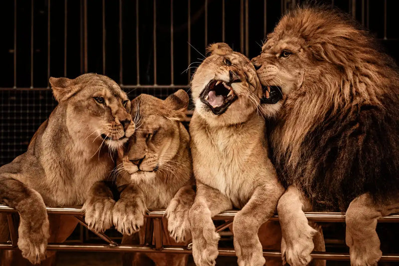 Pride Of Lions Wall Art