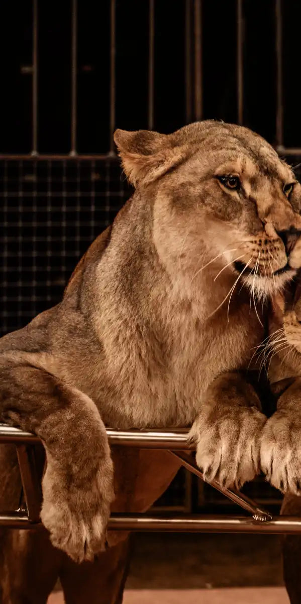 Pride Of Lions Wall Art