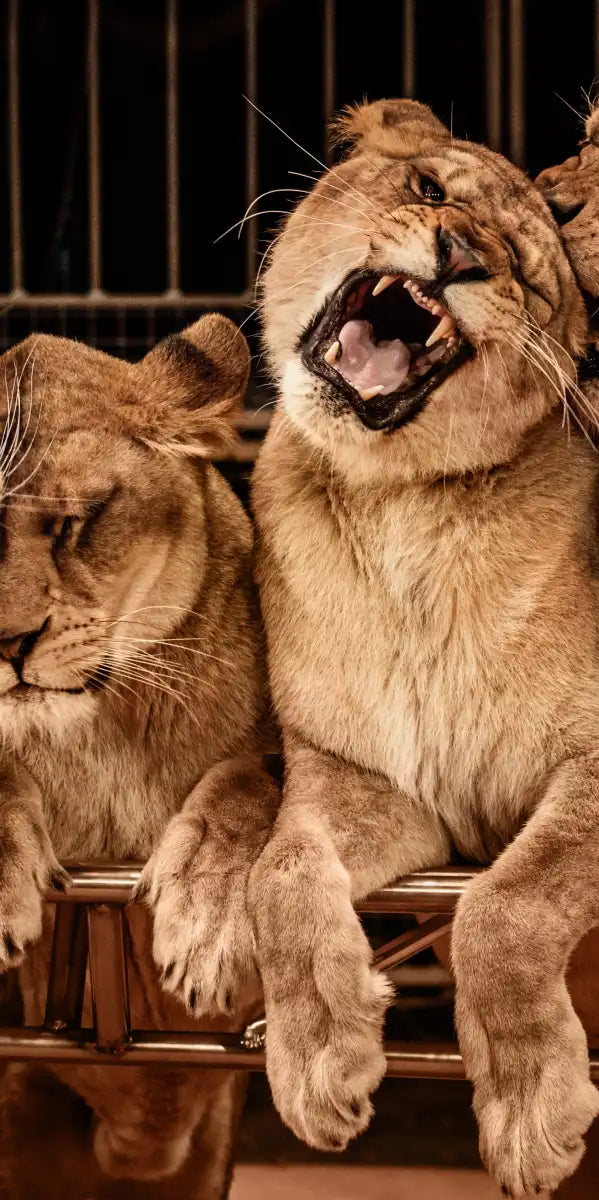 Pride Of Lions Wall Art