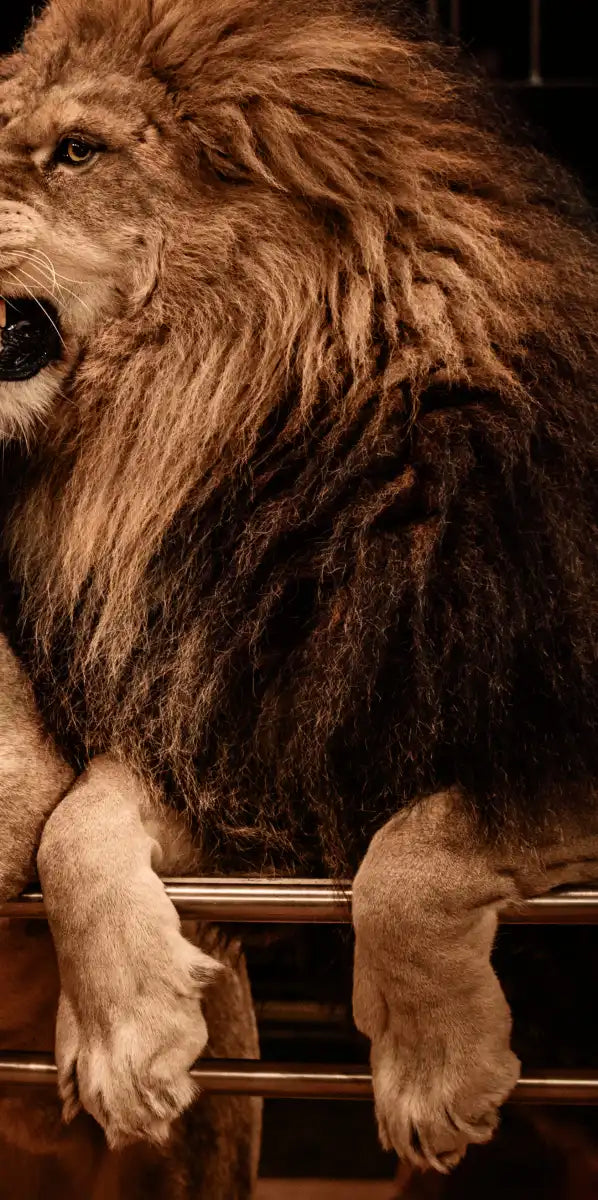 Pride Of Lions Wall Art