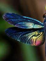 Prismatic Dragonfly Wall Art